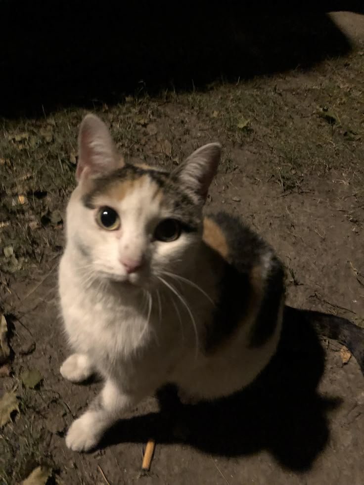 Nala