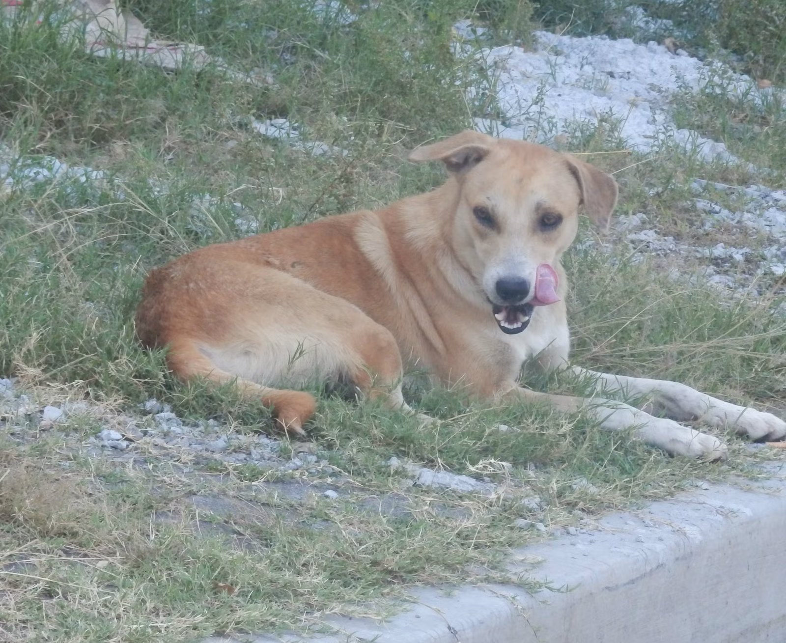 Rocky